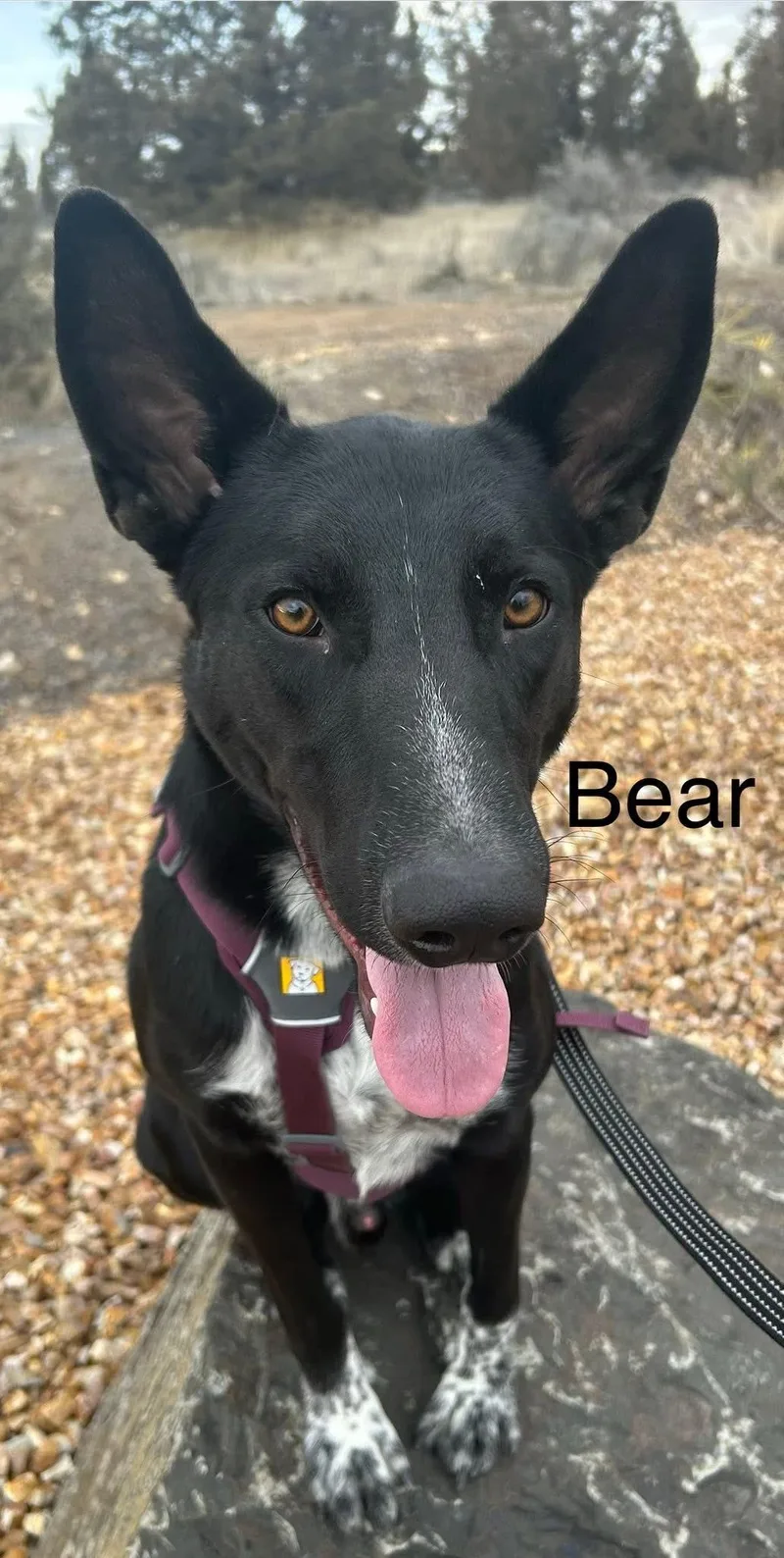 Bear thumbnail 6