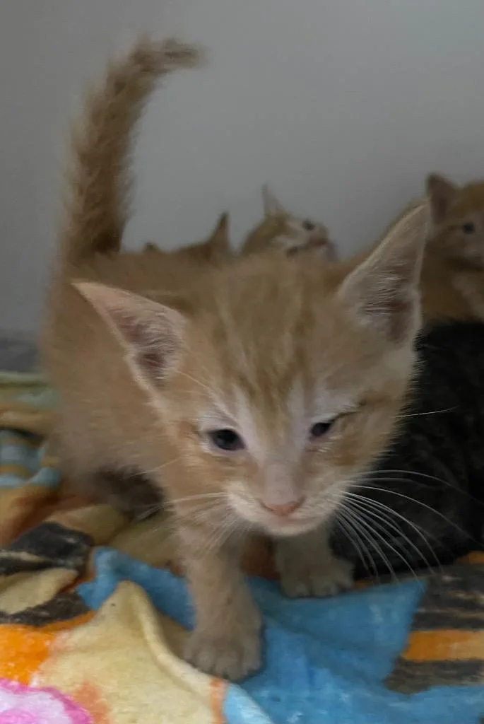 A baby small-sized male Domestic Short Hair cat named Luke for adoption in Henderson, NC