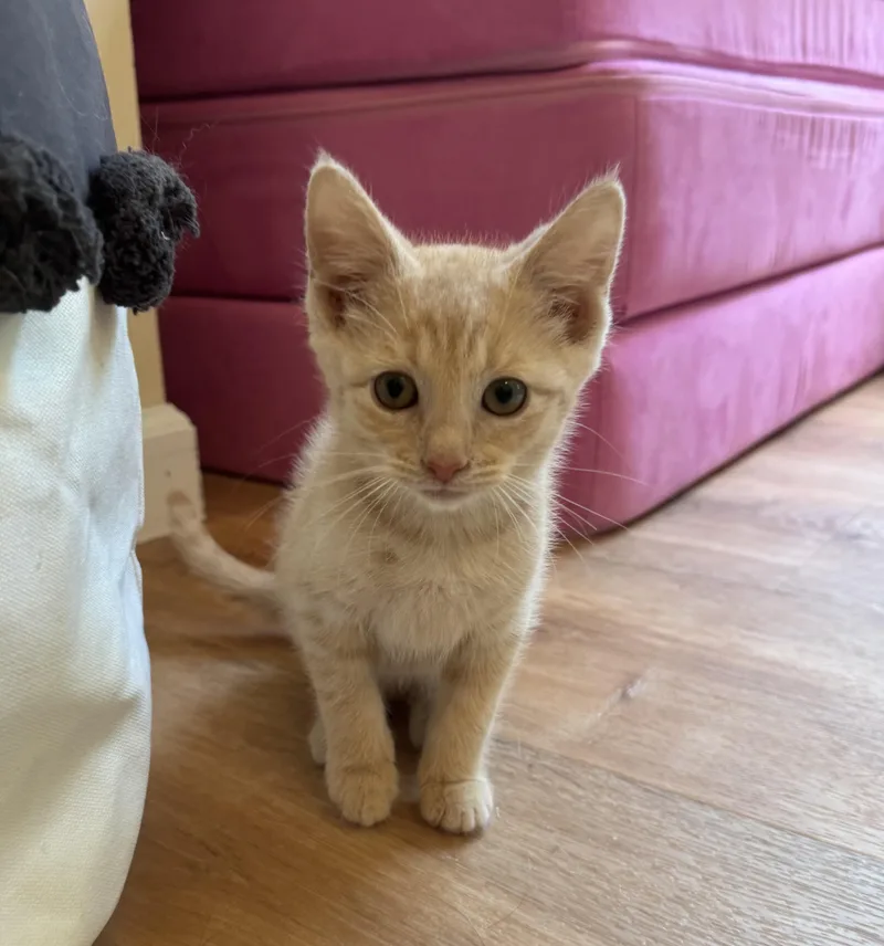 A baby medium-sized male Domestic Short Hair cat named Edmund for adoption in China Township, MI