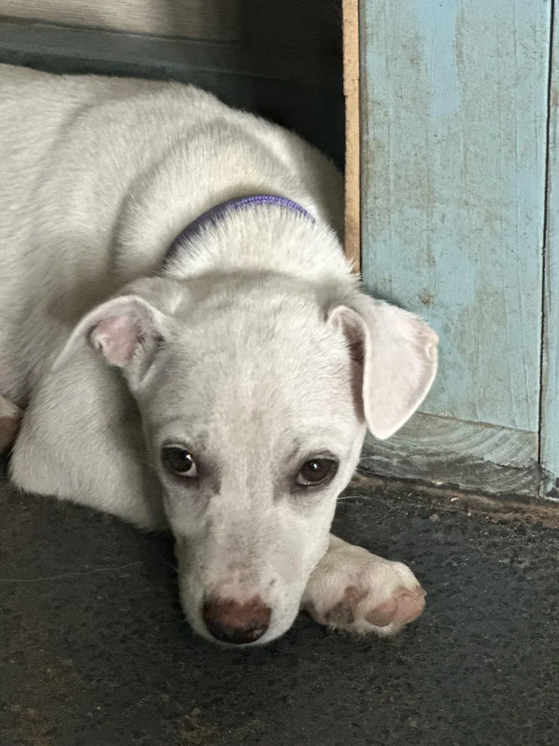 A baby medium-sized female White / Cream Siberian Husky dog named AnnieCO for adoption in Magnolia, TX