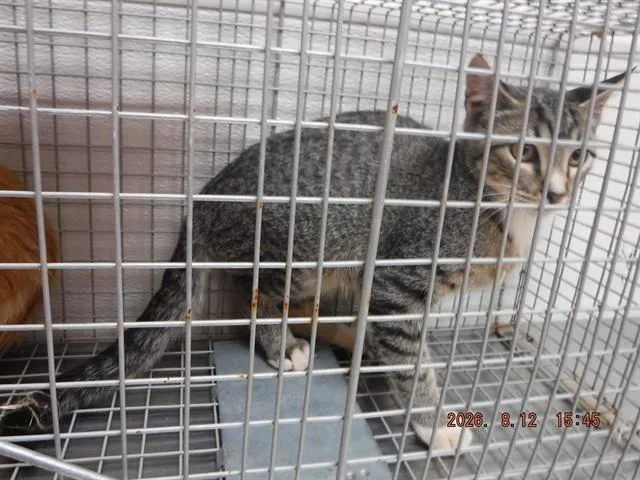 A baby small-sized male Abyssinian cat named Charlie for adoption in Oroville, CA
