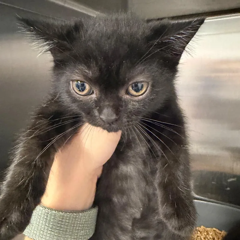 A baby small-sized male Black Domestic Short Hair cat named Azul for adoption in Port Charlotte, FL