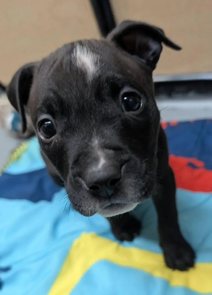 A baby medium-sized male Mixed Breed dog named John for adoption in Warren, MI