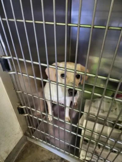 An adult medium-sized female Labrador Retriever dog named Rain for adoption in Los Angeles, CA