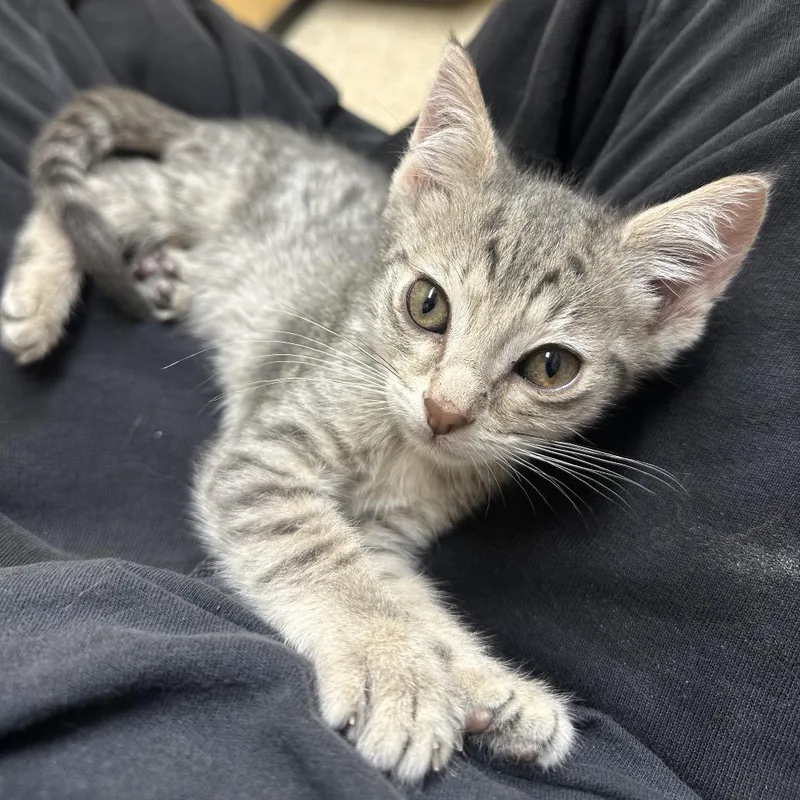 A baby small-sized male Gray / Blue / Silver Domestic Long Hair cat named Old Navy for adoption in Kyle, TX