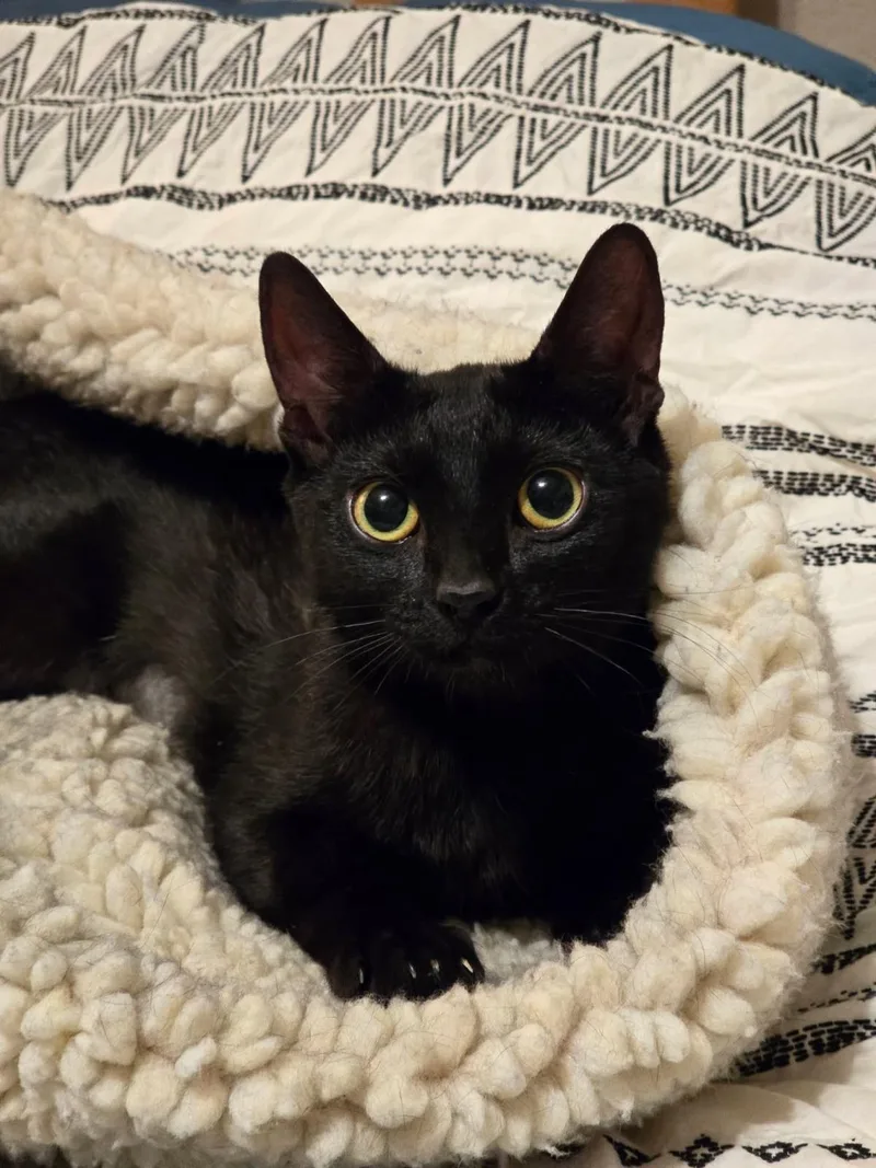 A young small-sized female Black Domestic Short Hair cat named Harmony Capella for adoption in Chandler, AZ