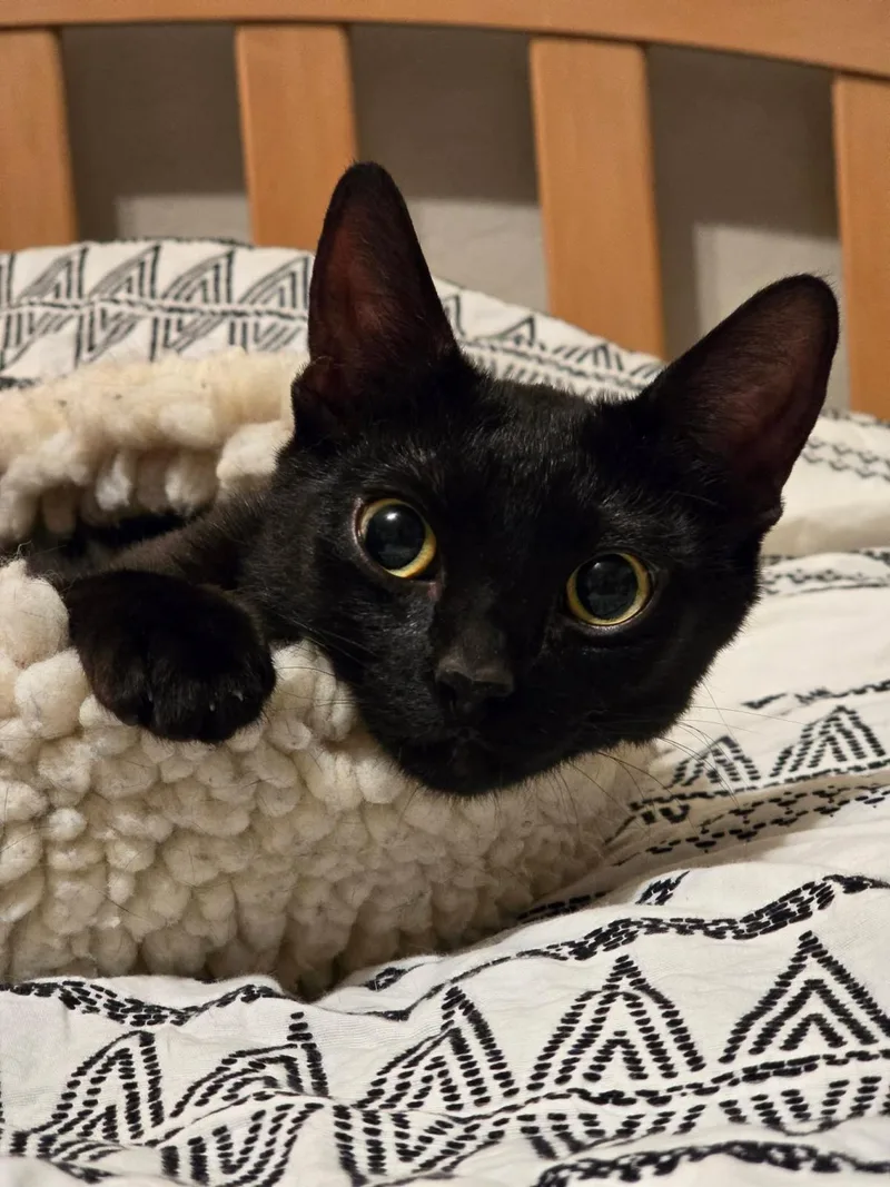 Harmony Capella thumbnail 2