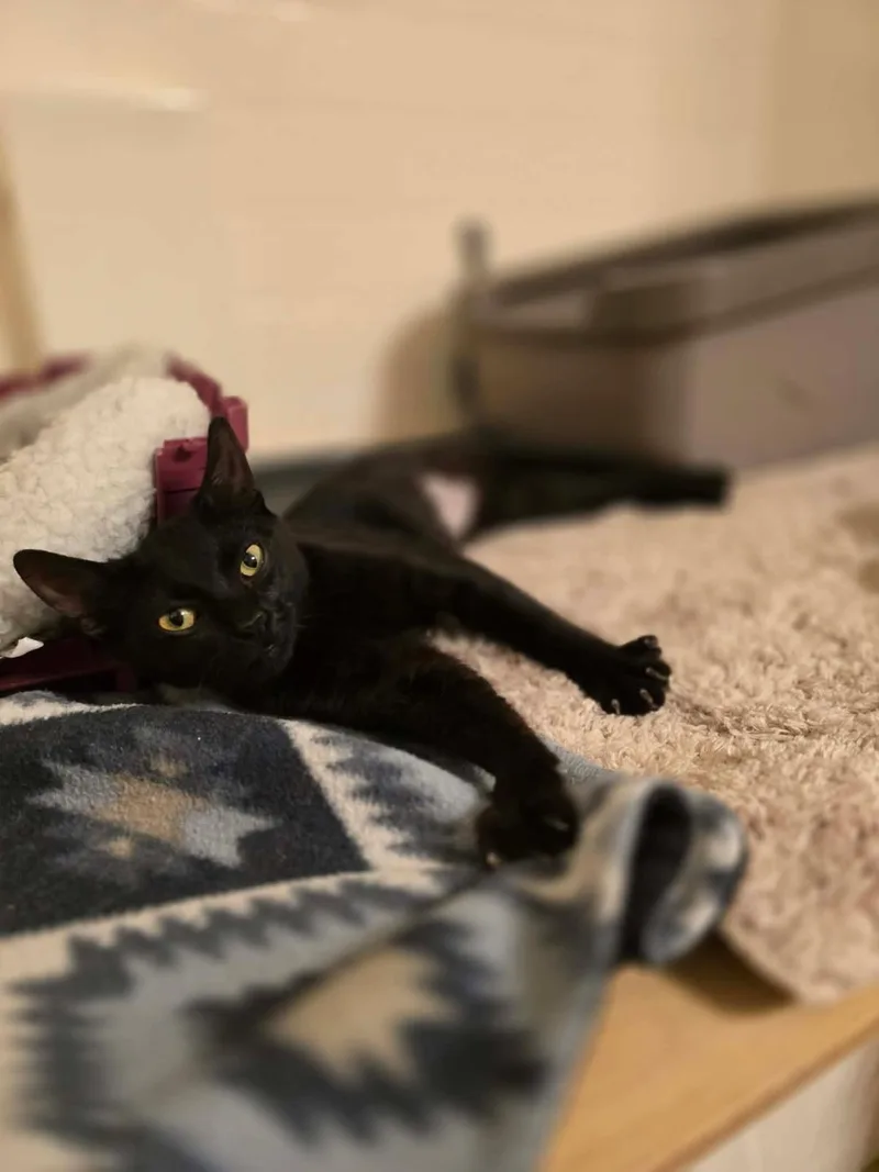 Harmony Capella thumbnail 3