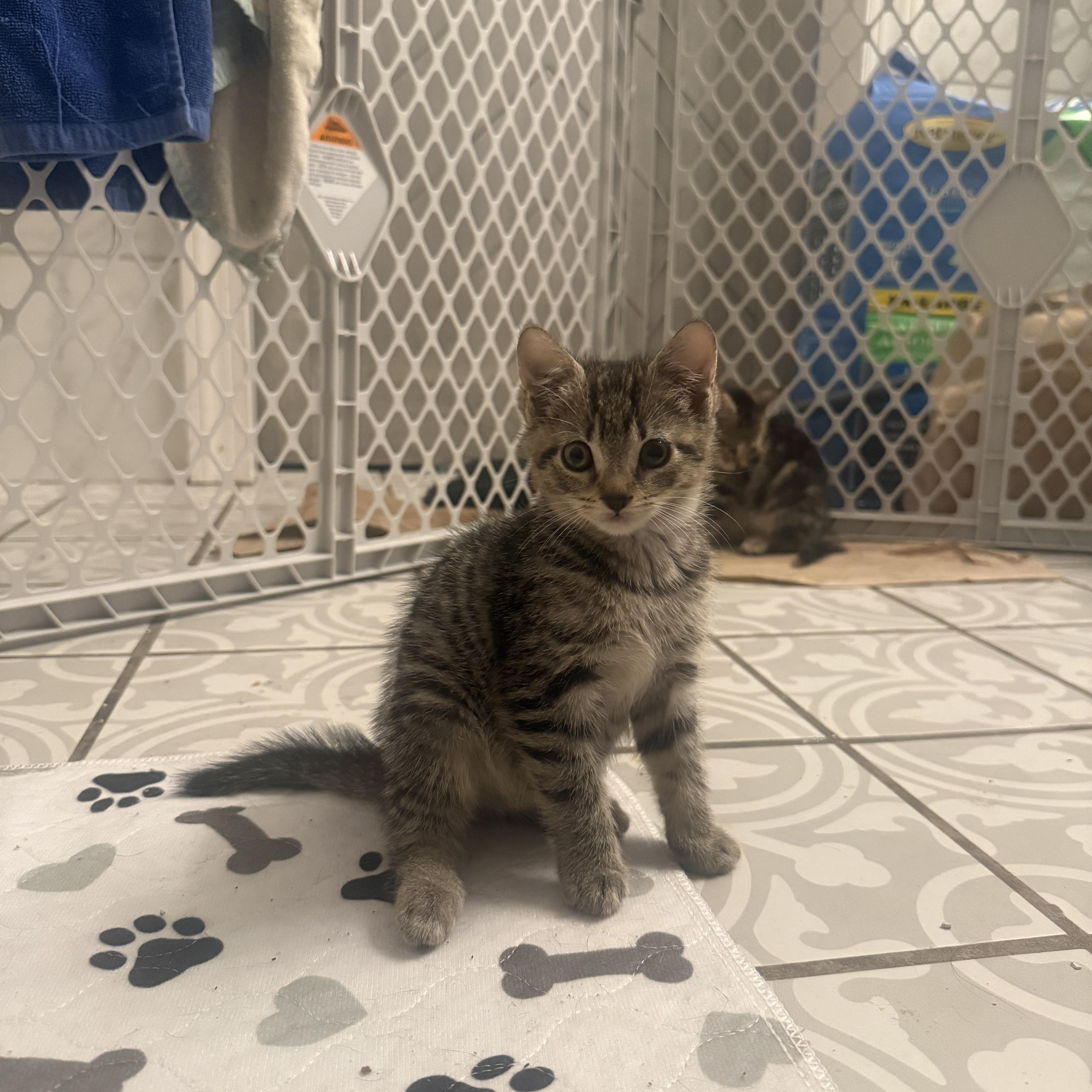 A baby medium-sized female Domestic Short Hair cat named Scout for adoption in Mayfield, NY