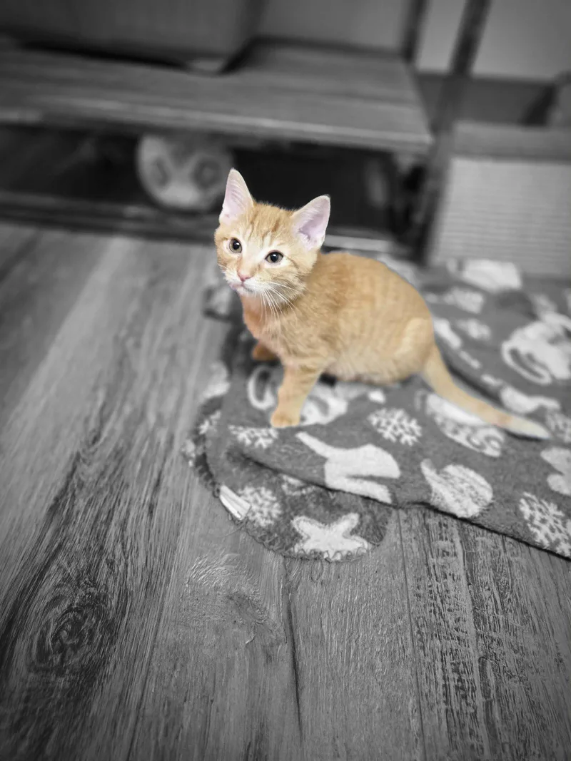 A young small-sized male Orange & White Domestic Short Hair cat named Hobbes for adoption in Columbus, OH