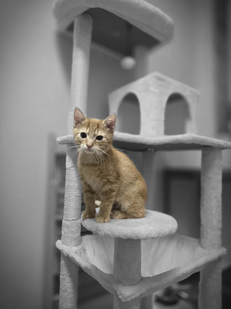 Hobbes thumbnail 3