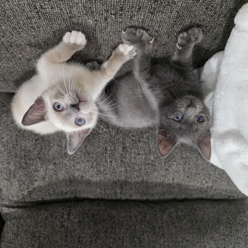 Ezekiel