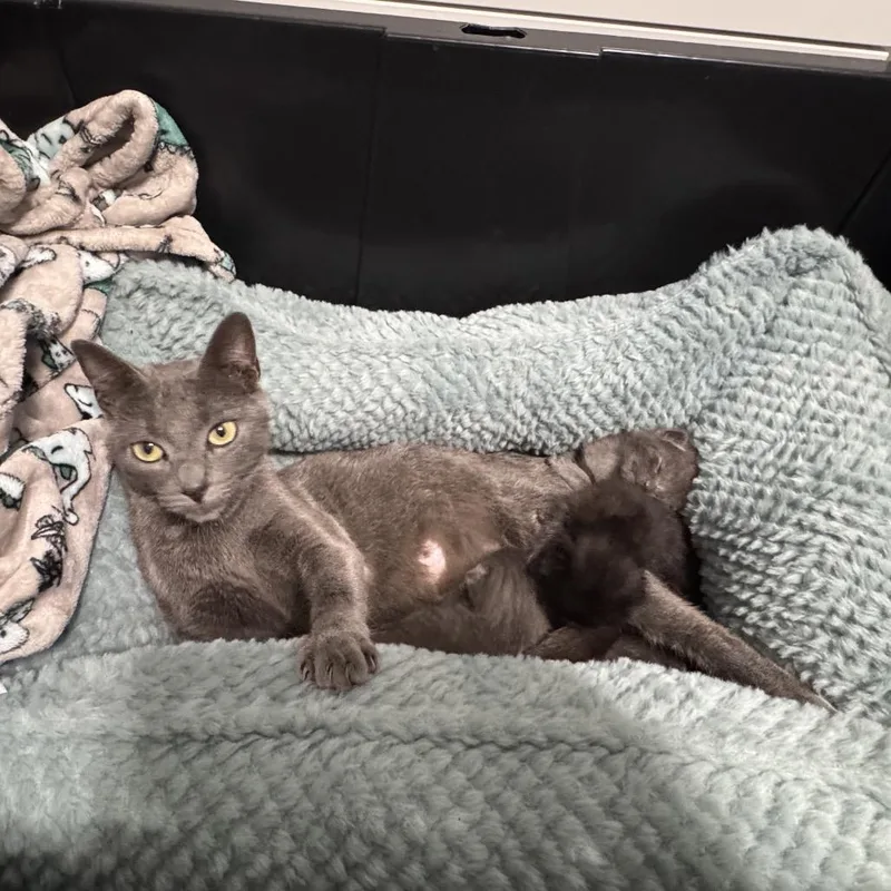 A baby small-sized male Gray / Blue / Silver Russian Blue cat named Floyd for adoption in Long Beach, CA