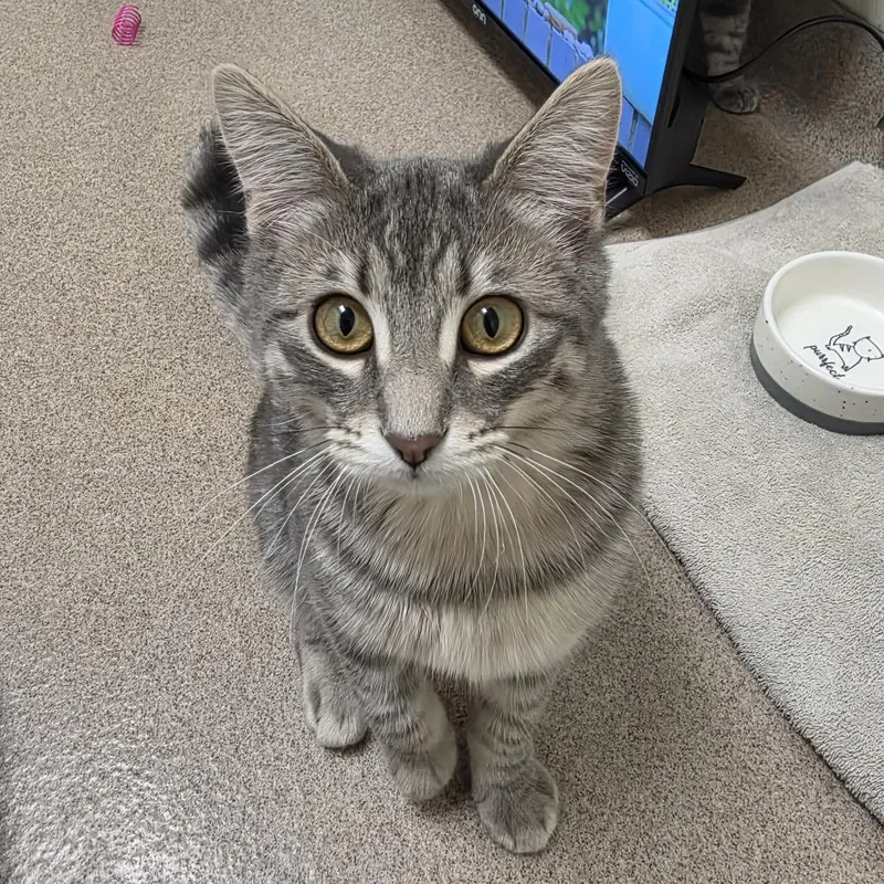 A young medium-sized female Gray / Blue / Silver Domestic Short Hair cat named Pudding for adoption in Oshkosh, WI
