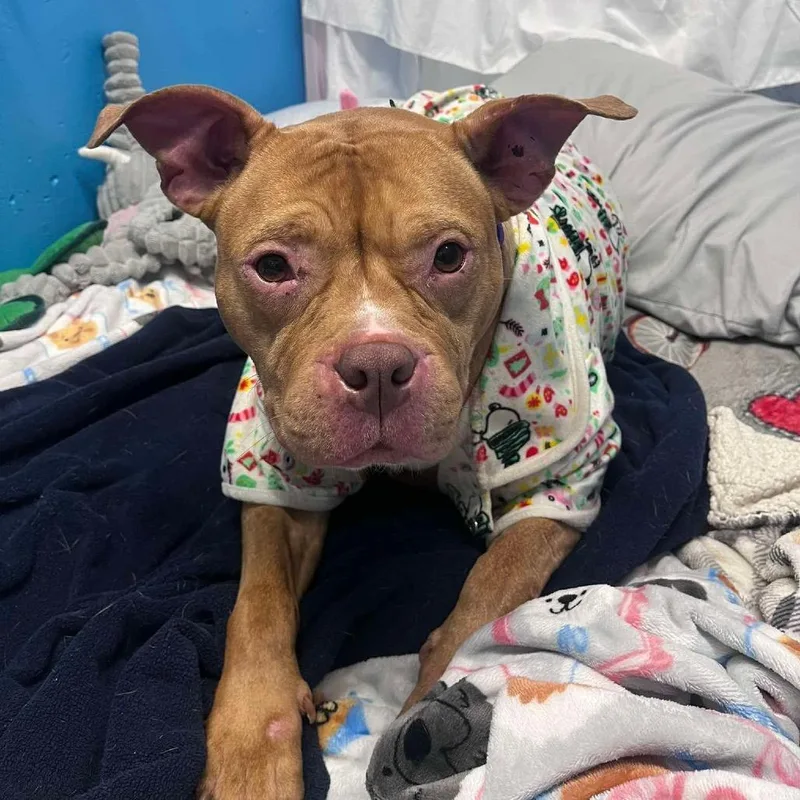 An adult medium-sized female Brown / Chocolate Mixed Breed dog named Bellatrix for adoption in Edwardsville, IL