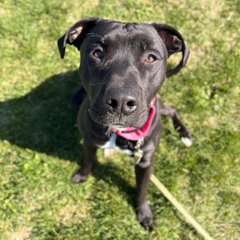 A young medium-sized male Black Staffordshire Bull Terrier dog named Buzzer for adoption in Spokane, WA