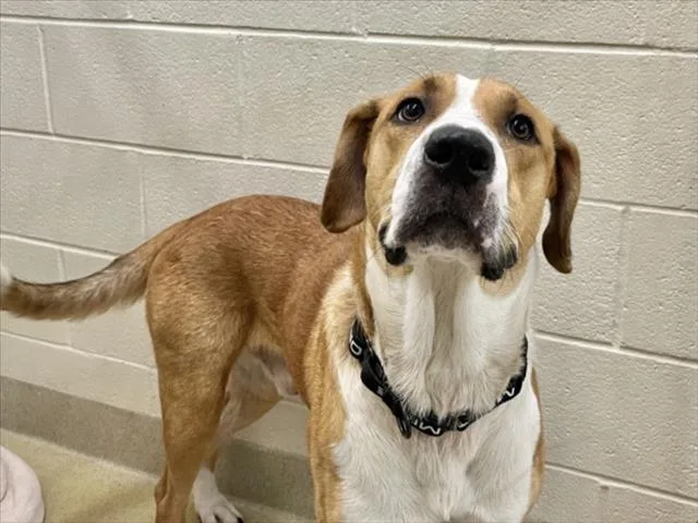 A young large-sized male Anatolian Shepherd dog named Canelo for adoption in Chapel Hill, NC