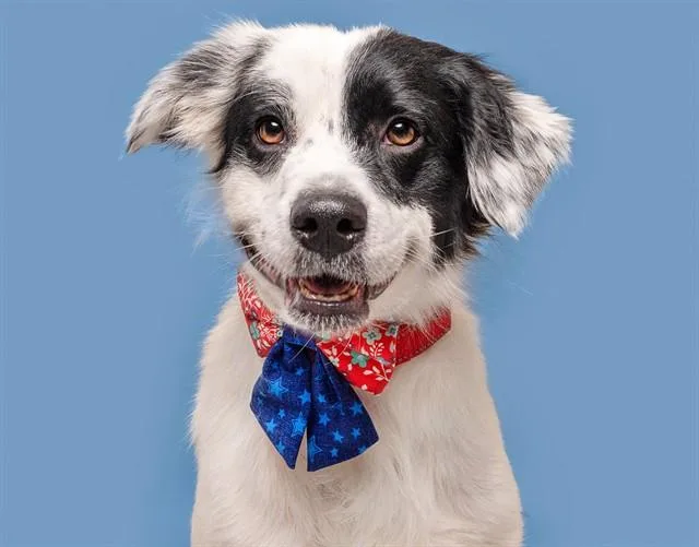 An adult large-sized male Labrador Retriever dog named Ace for adoption in Saint Louis, MO