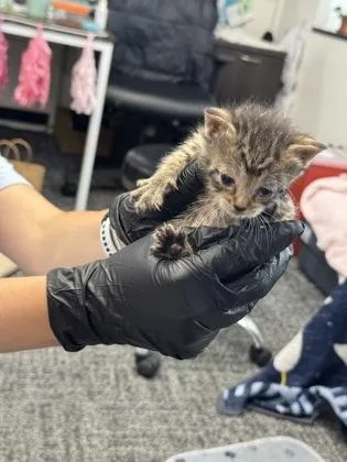 A baby small-sized female Domestic Short Hair cat named Deema for adoption in West Chester, PA