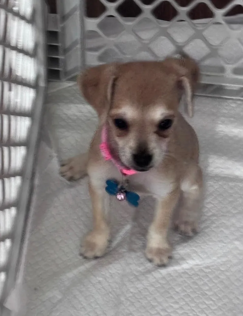 A baby small-sized female Yellow / Tan / Blond / Fawn Chihuahua dog named Margarita for adoption in Dallas, TX