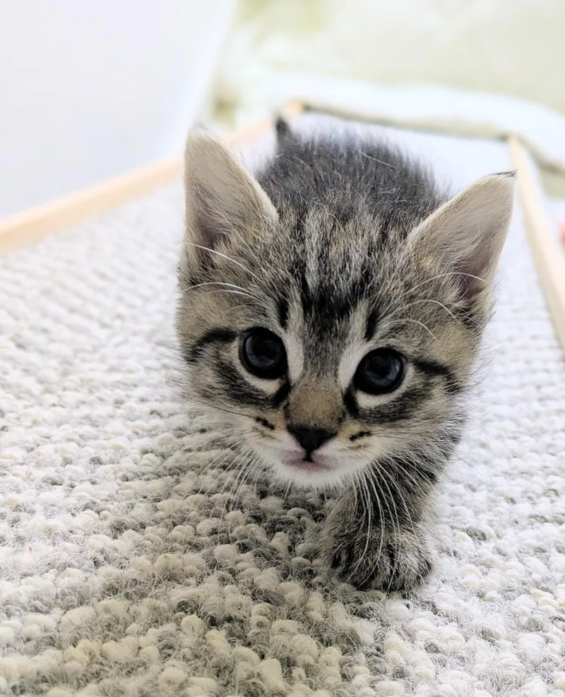 A baby medium-sized female Domestic Short Hair cat named Banana Pudding for adoption in Omaha, NE