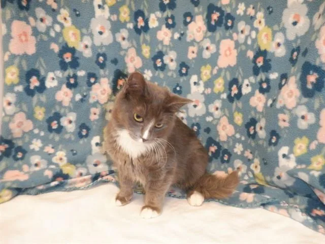 A young small-sized female Domestic Medium Hair cat named Mimi for adoption in San Jose, CA