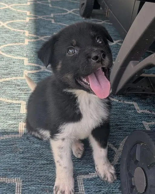 A baby medium-sized male Shepherd dog named Angus for adoption in Saint Petersburg, FL
