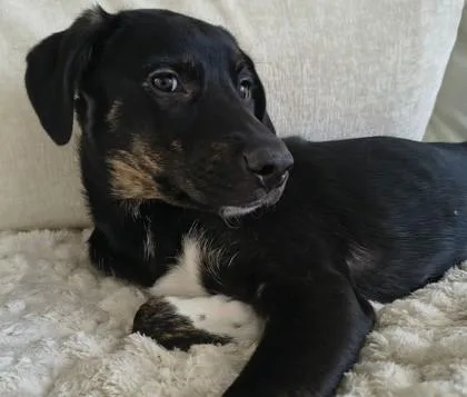A young large-sized female Hound dog named Rain for adoption in Kansas City, MO