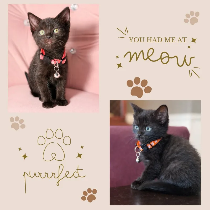 Sahara  Tut And thumbnail 2