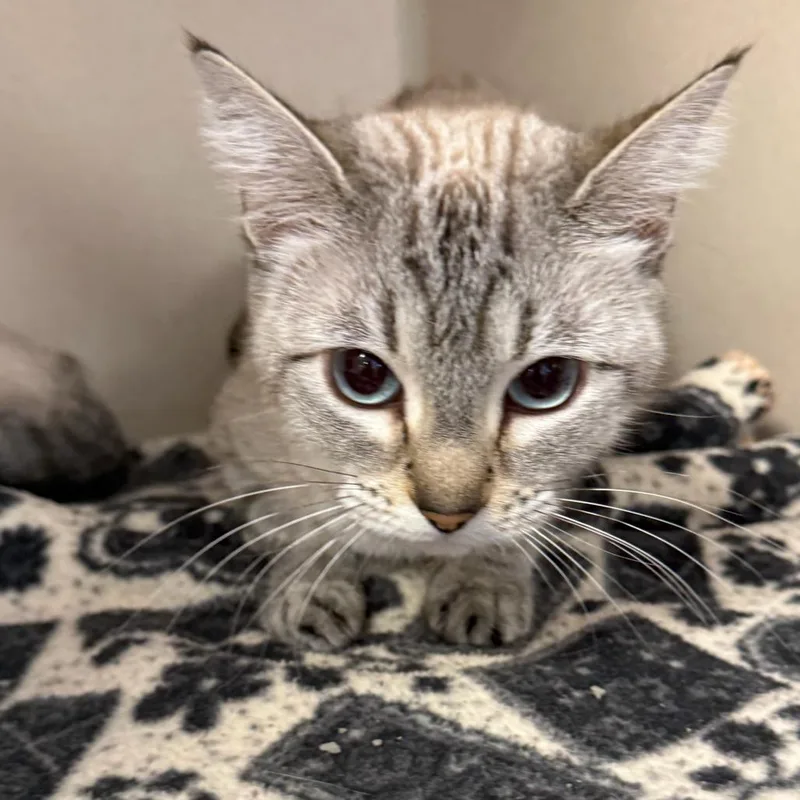 An adult medium-sized female Lilac Point Domestic Short Hair cat named Freya for adoption in Rifle, CO