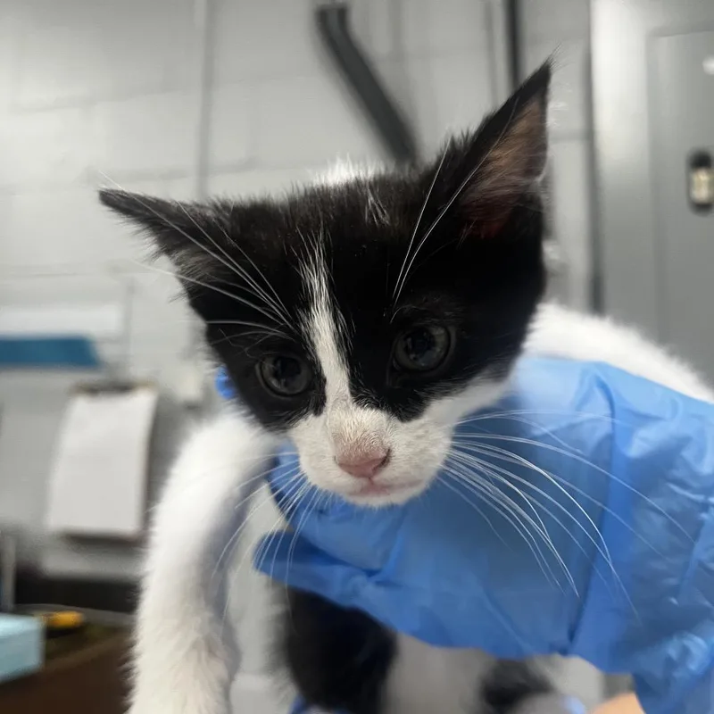 A baby small-sized male Black Domestic Short Hair cat named Ashton for adoption in Summerville, SC