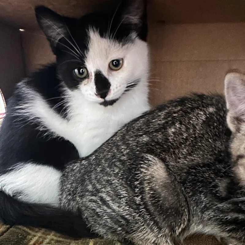 A baby small-sized male Black Domestic Short Hair cat named Hansel for adoption in Priest River, ID