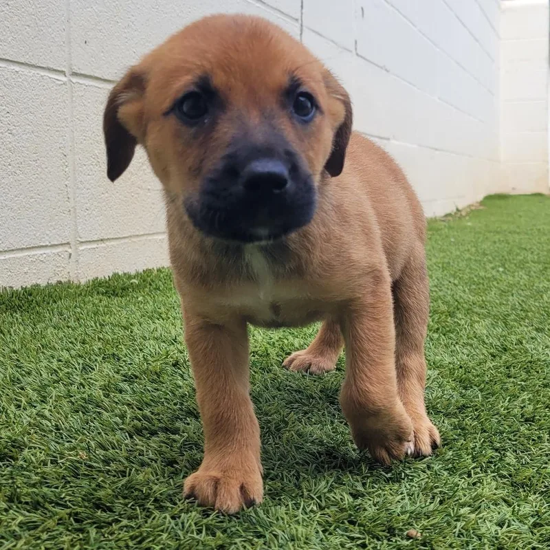 A baby medium-sized female Black Mixed Breed dog named Butter Pecan for adoption in LOXAHATCHEE, FL