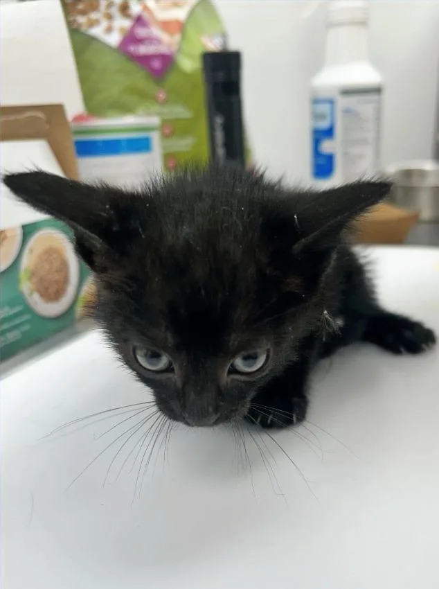 A baby small-sized male Domestic Short Hair cat named Pete for adoption in Hartsville, SC