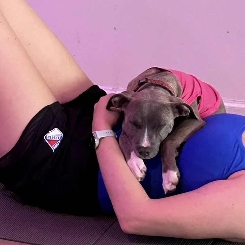 A young medium-sized female Pit Bull Terrier dog named Selkie for adoption in Medford, NY