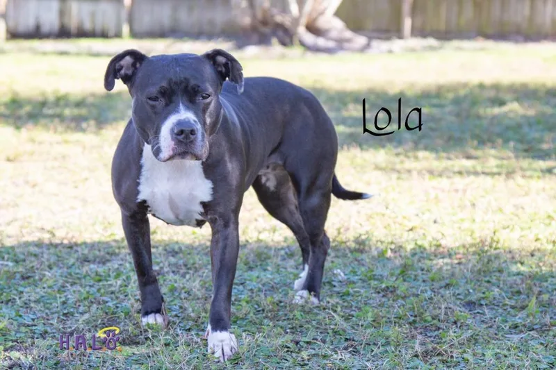 Lola thumbnail 3