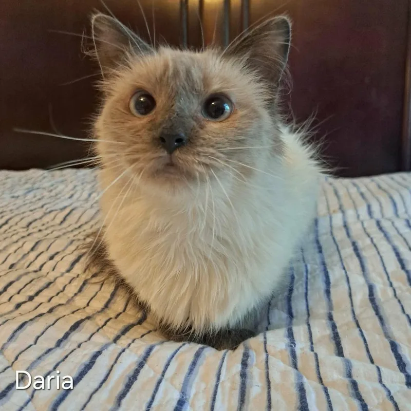 An adult medium-sized female Domestic Long Hair cat named Daria for adoption in Groveland, MA