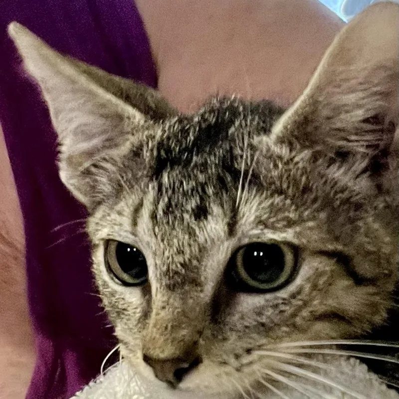 A baby small-sized male Gray / Blue / Silver Domestic Short Hair cat named Ghost for adoption in Baytown, TX