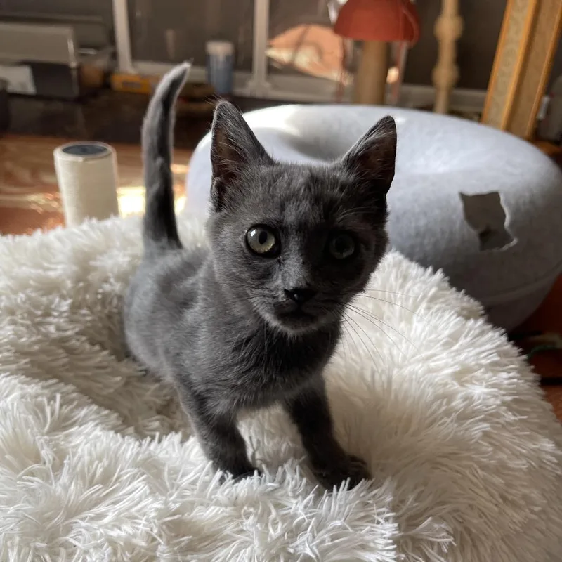 A baby small-sized female Domestic Short Hair cat named Freddie Mercury for adoption in Durham, NC