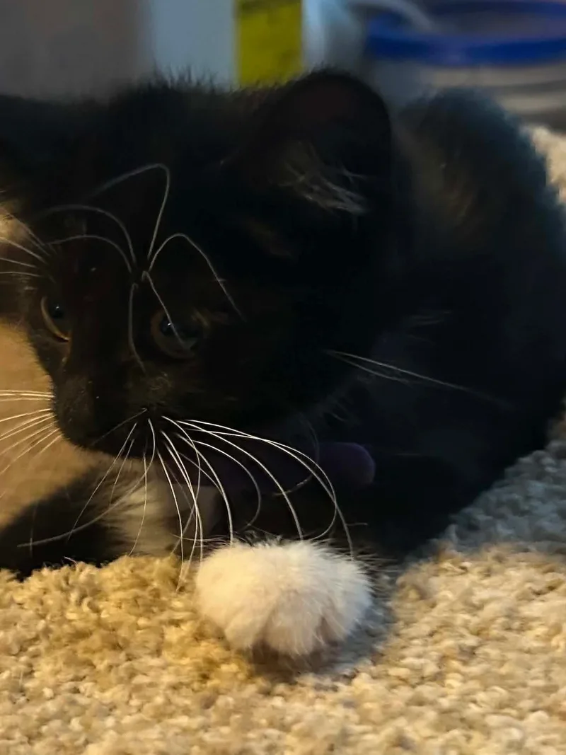 A baby medium-sized male Domestic Short Hair cat named Sleepy for adoption in hinckley, IL