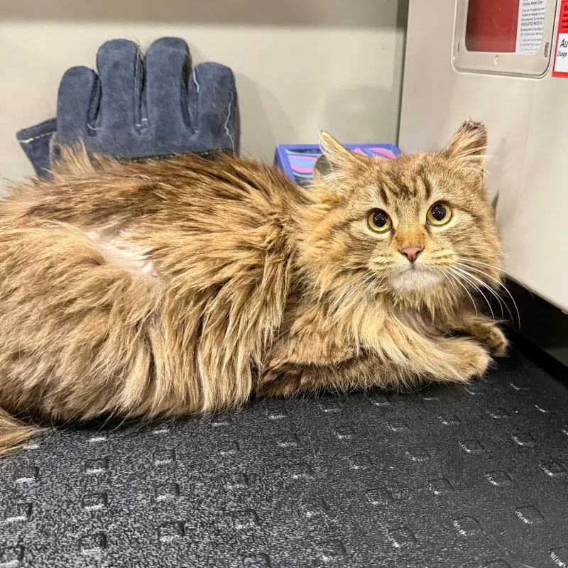 A young medium-sized female Tabby (Brown / Chocolate) Domestic Long Hair cat named Sienna for adoption in Bridgeville, PA