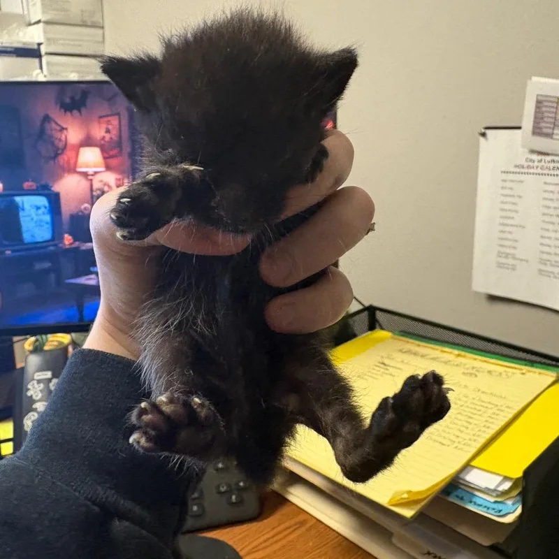 A baby small-sized male Black American Shorthair cat named Cole for adoption in Lufkin, TX