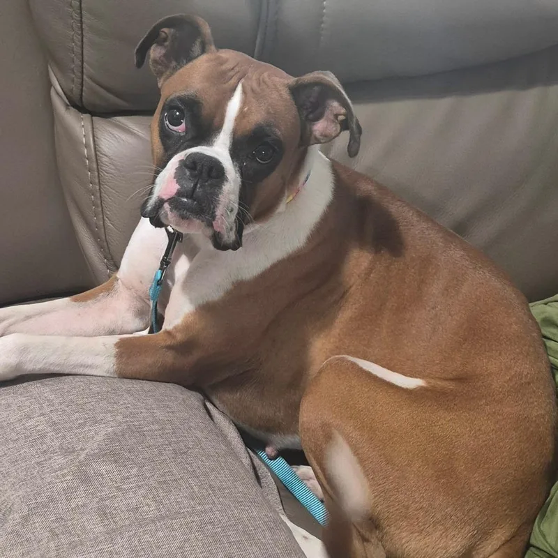 A young medium-sized female Boxer dog named Gemma for adoption in Peculiar, MO
