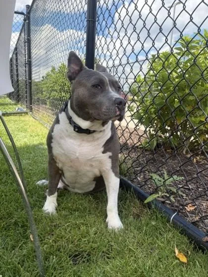 An adult large-sized male Mixed Breed dog named Bronn for adoption in Westland, MI