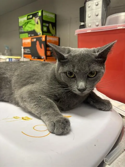 A young small-sized female Domestic Short Hair cat named Pico for adoption in Indianapolis, IN