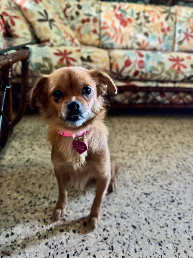 Lulu