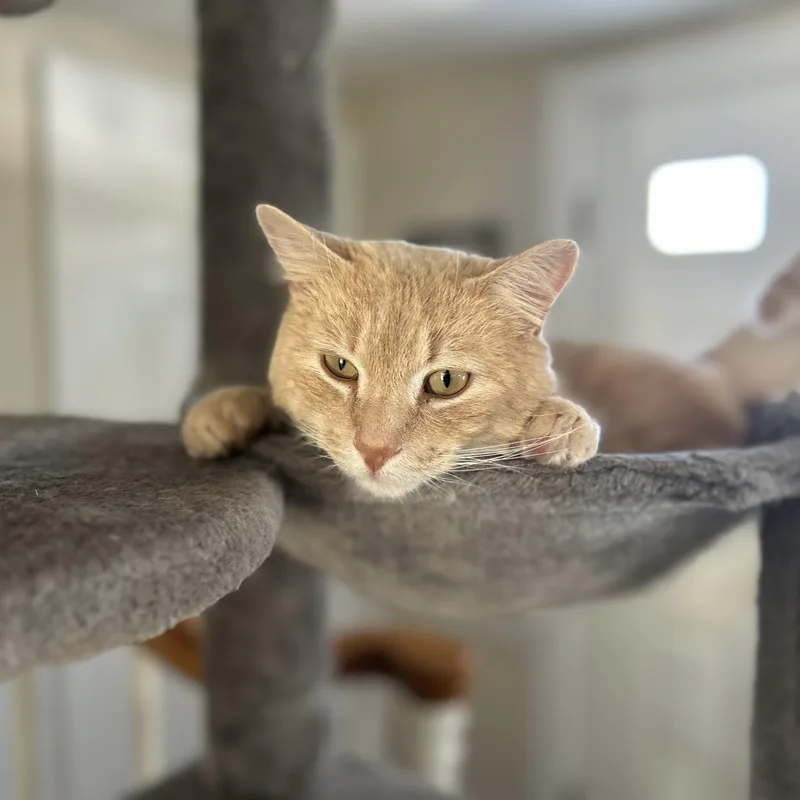An adult large-sized male Domestic Short Hair cat named Jonas for adoption in Bourne, MA