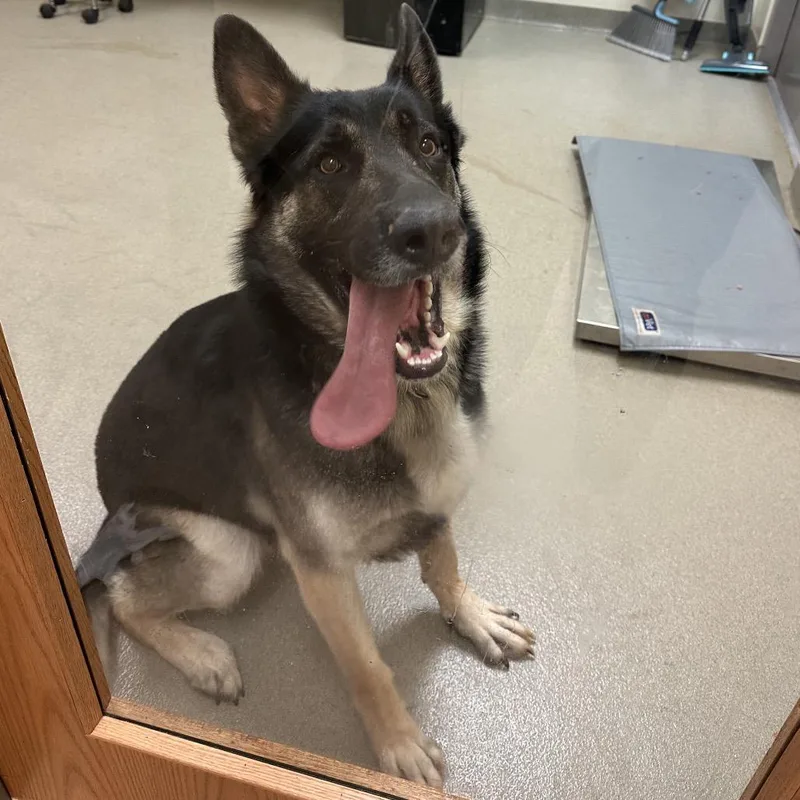 An adult large-sized male Black German Shepherd Dog dog named Ares for adoption in Lynchburg, VA