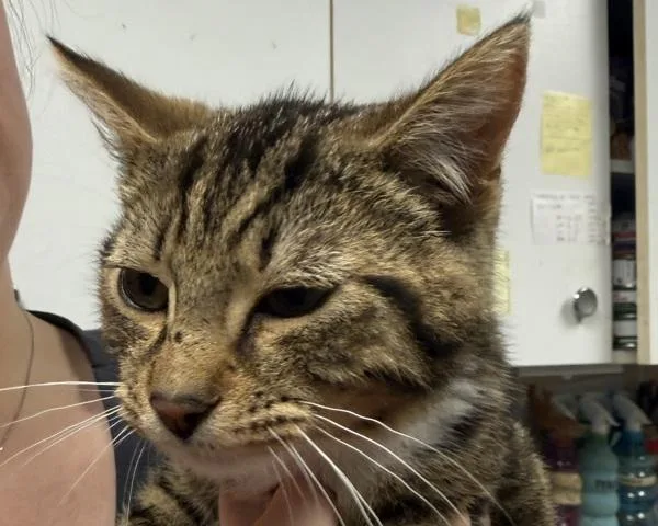 A young small-sized male Domestic Short Hair cat named Foo Fighters for adoption in Salisbury, MD