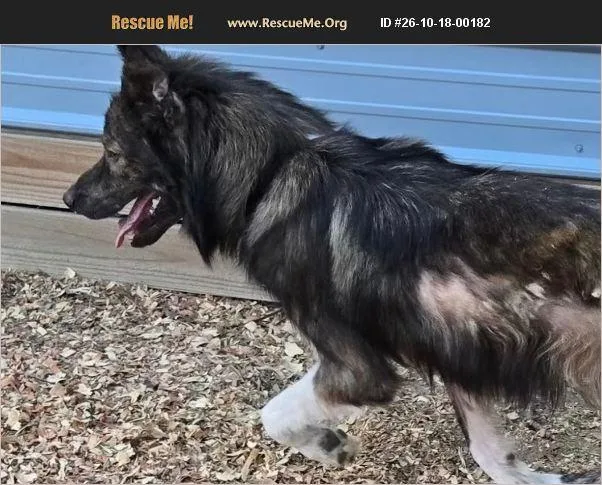 A young large-sized male German Shepherd Dog dog named Adnan for adoption in Rome, GA